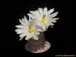 Echinocereus rigidissimus L088 cv. Werner Beisel 716